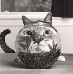 A cat looking at a fishbowl