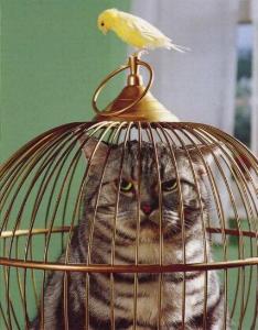 Cat in bird cage, bird outside birdcage